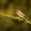 Kralicek ohnivy - Regulus ignicapilla - Firecrest o7359